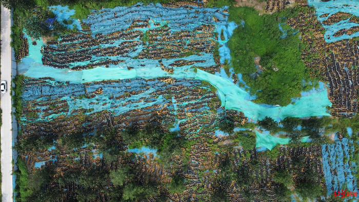 ▲被清理的大量单车形成“单车坟场”