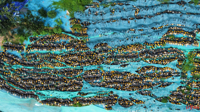 ▲被清理的大量单车形成“单车坟场”