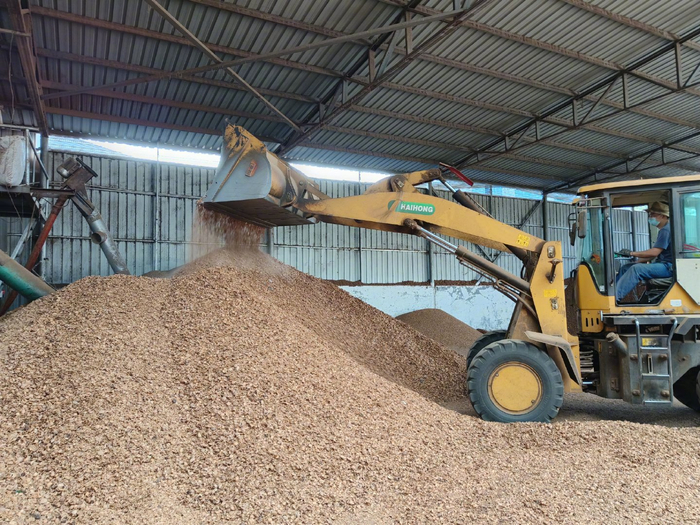 水峪村村民赵永强驾驶铲车，把核桃壳放进粉碎机。