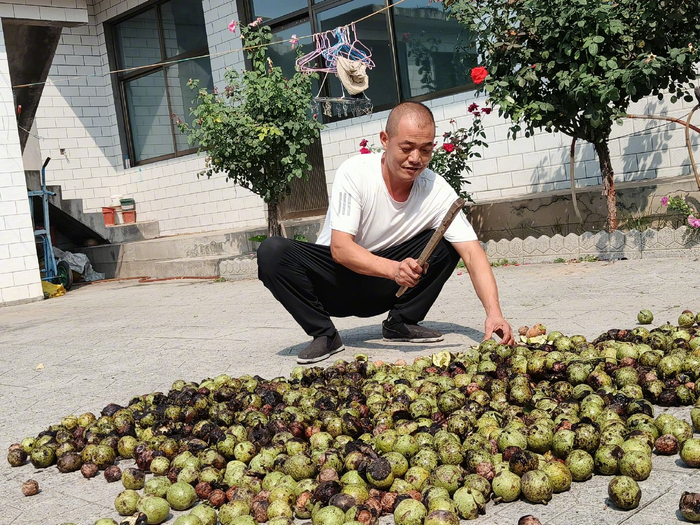 下东峪村村民赵永强在院子里去除核桃青皮。