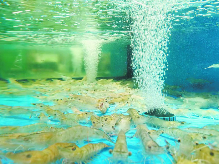     造“海”养出的虾