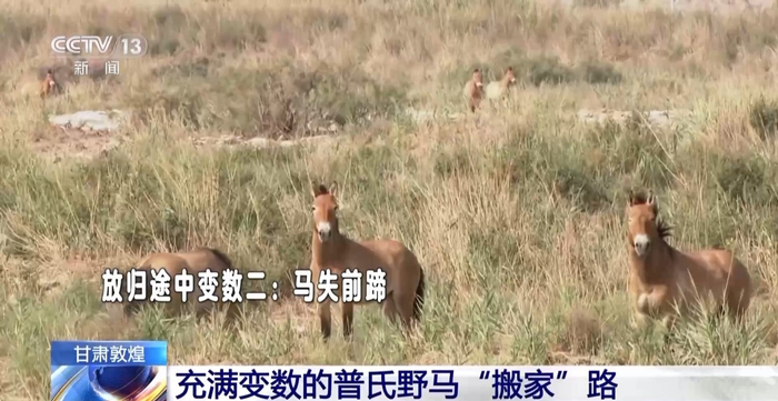 放归途中变数二：马失前蹄