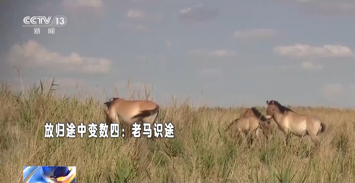 放归途中变数四：老马识途