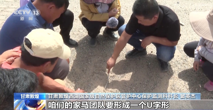 甘肃敦煌西湖国家级自然保护区管护中心保护监测科科长 窦英杰：从围栏西边出来以后，咱们的家马团队要形成一个U字形。