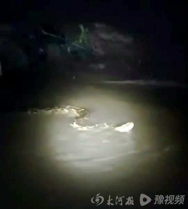 ▲上图为网上流传的所谓周口一村庄小河发现蟒蛇的截图