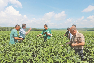 查看大豆生长情况。于爽摄