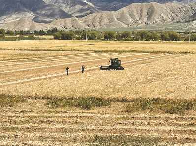 北大荒集团西藏日喀则青稞标准化种植示范区。李德龙摄