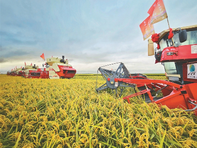 水稻收获。国徽摄