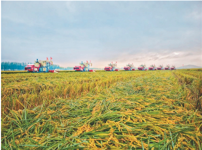 江川农场水稻开镰。国徽摄