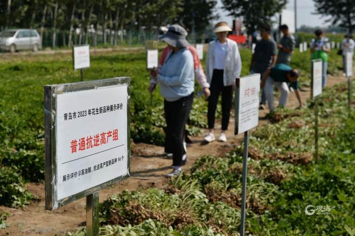 与会人员参观花生新品种展示评价。邢志峰 摄
