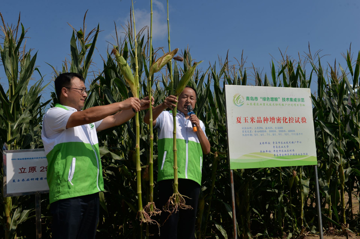 农技专家介绍夏玉米品种增密化控技术，提高玉米产量。 邢志峰 摄