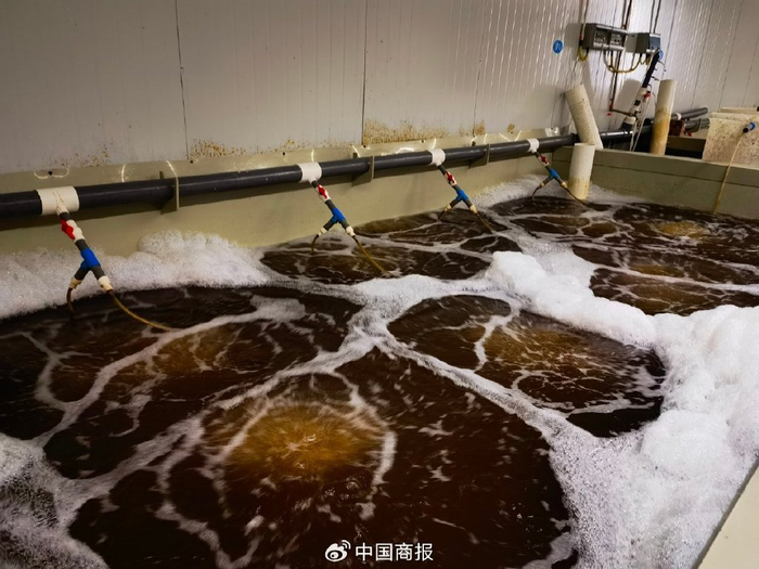 厂房内的虾池，水面上漂浮着泡沫，但并不代表水质脏。