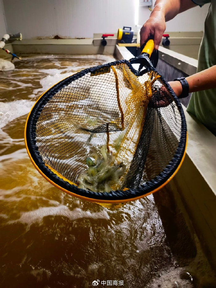 宦国新抄出一兜海虾，个头儿不大却活力十足。