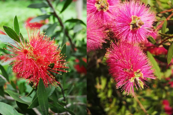 ▲图4 红千层 作者拍摄