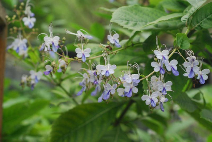 ▲图11 蓝蝴蝶 王子凡拍摄