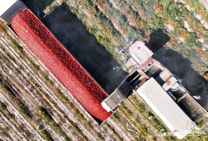 9月16日，焉耆回族自治县五号渠乡头号渠村村民在采收番茄（无人机摄）。确·胡热摄