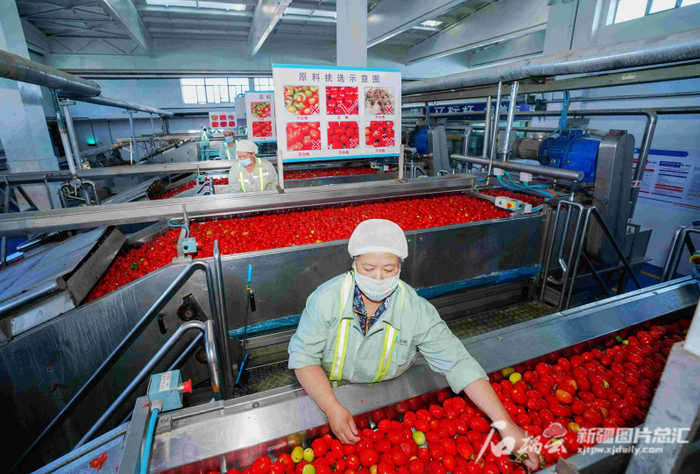 9月10日，在中粮屯河昌吉番茄制品有限公司生产车间里，工人在对番茄进行挑拣。何龙摄
