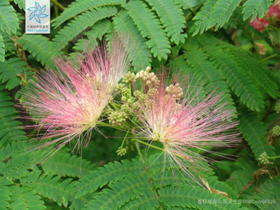 ▲图1 合欢 图片来源于中国植物图像库