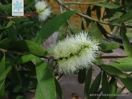 ▲图5 白千层 图片来源于中国植物图像库