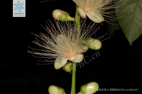 ▲图7 梭果玉蕊 图片来源于中国植物图像库