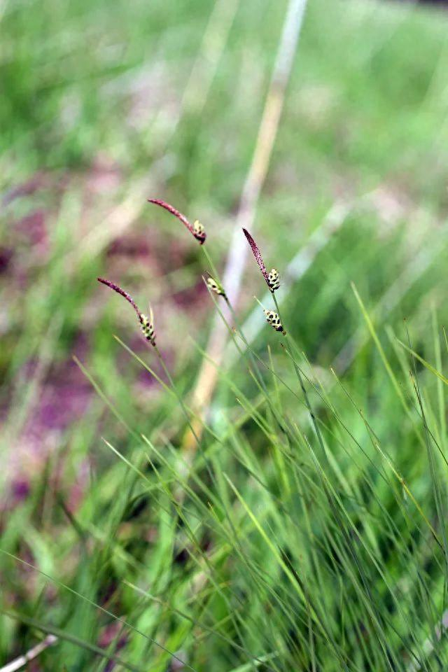 素材来源：上海市绿化和市容宣传教育中心