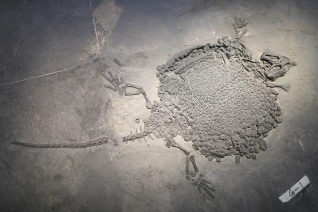 9月19日，国家自然博物馆，多板砾甲龟龙化石展品。  新京报记者 浦峰 摄