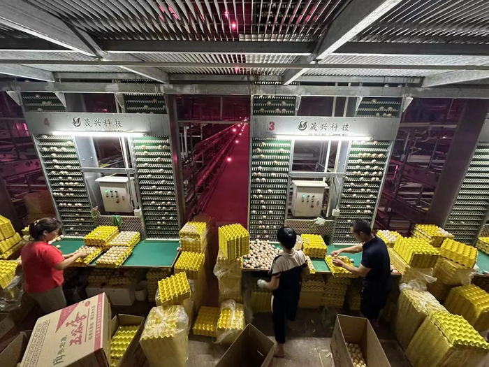 △在粤宏康的现代化鸡舍里，工人们正在捡蛋、搬运。杨乐祺 摄