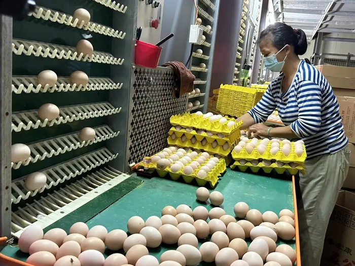 △在粤宏康的现代化鸡舍里，工人们正在捡蛋、搬运。杨乐祺 摄