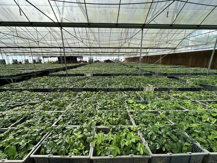 △麦林禽业里种植的部分牛大力。杨乐祺 摄