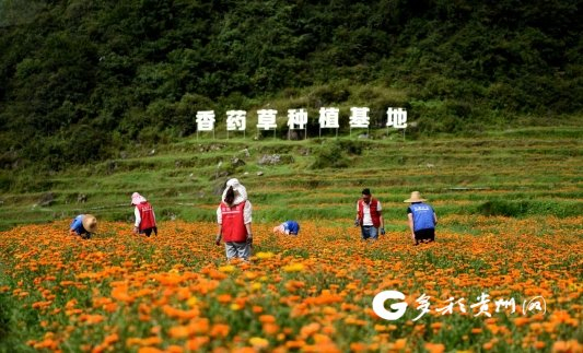 海螺旺斯香药草种植基地