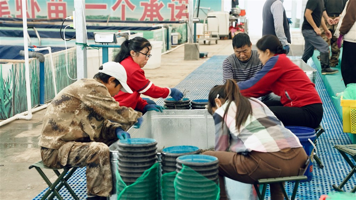 ▲熟练的“挑蟹师”正在进行螃蟹分拣工作。拍摄：邓静