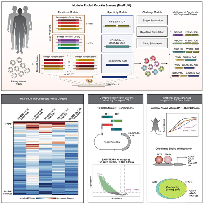 图片来自Cell, 2023, doi:10.1016/j.cell.2023.08.013。