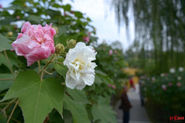 2024成都世园会会花芙蓉花 资料图