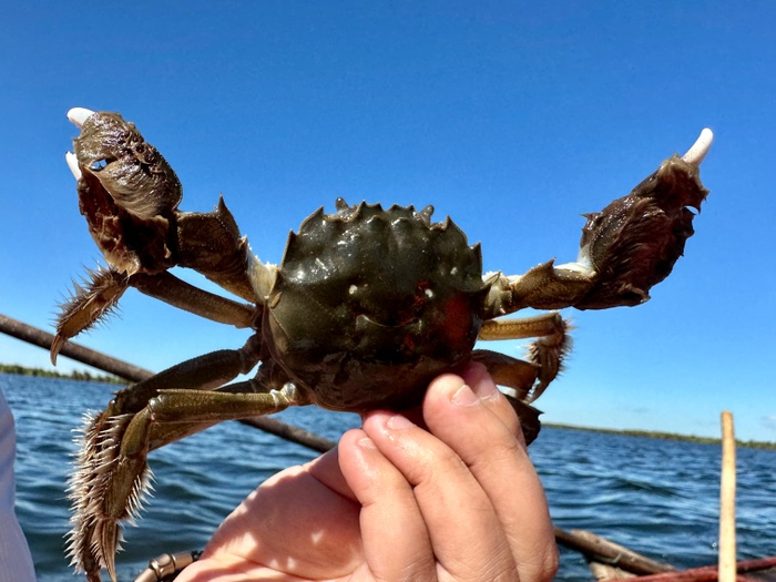 ▲产自新疆的雪蟹青壳白肚，蟹钳绒毛发白。摄影：邓静
