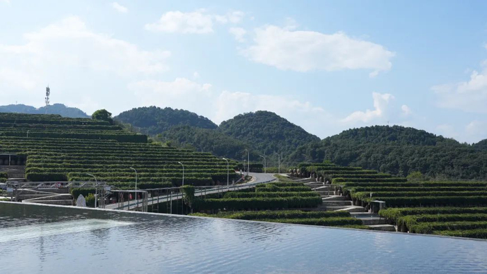 郎酒十里香广场 每经记者&nbsp;陈华添&nbsp;摄