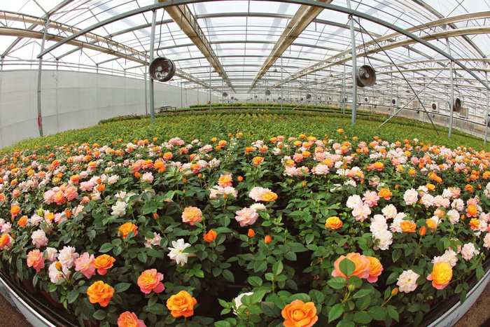 大棚内,朵朵鲜花娇艳欲滴,芳香扑鼻.王恩霖摄