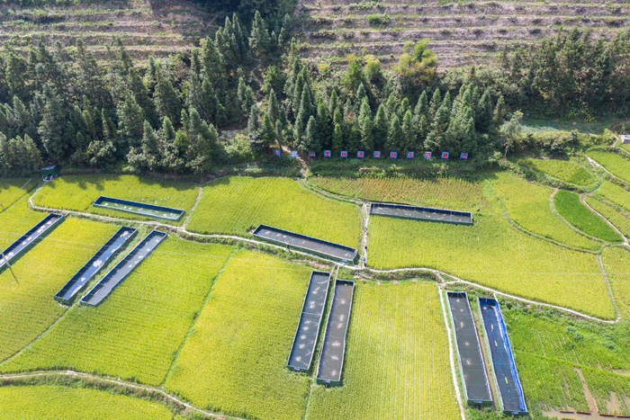 台江县台拱街道温泉村稻田养鱼基地。贵州日报天眼新闻记者 杨晓波 摄