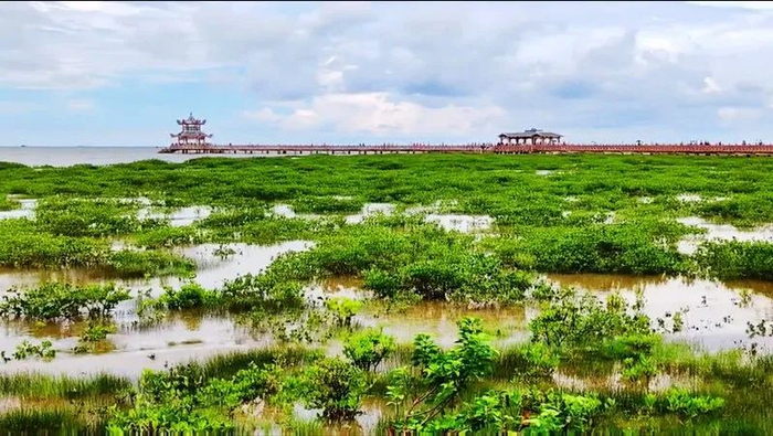 ▲村前海上红树林。（网络图源）