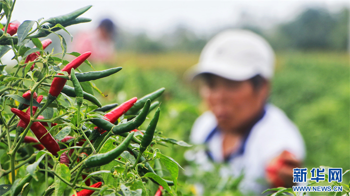 9月19日,河南省商丘市柘城县牛城乡万亩辣椒基地,农民在采摘辣椒.