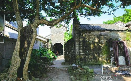 ▲历经沧桑的古树。（网络图源）