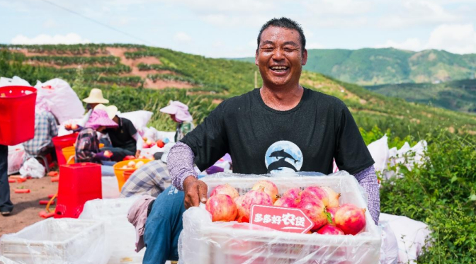 △凉山州会理市新发镇，石榴助力村民增收致富。李里 摄
