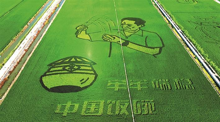     航拍四师六十八团“杂交水稻之父——袁隆平”主题稻田画（摄于7月18日）。杨俊钦  摄