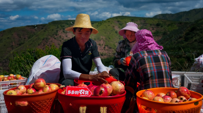 △电商平台加大补贴力度，助力优质农产品出山进城。李里 摄