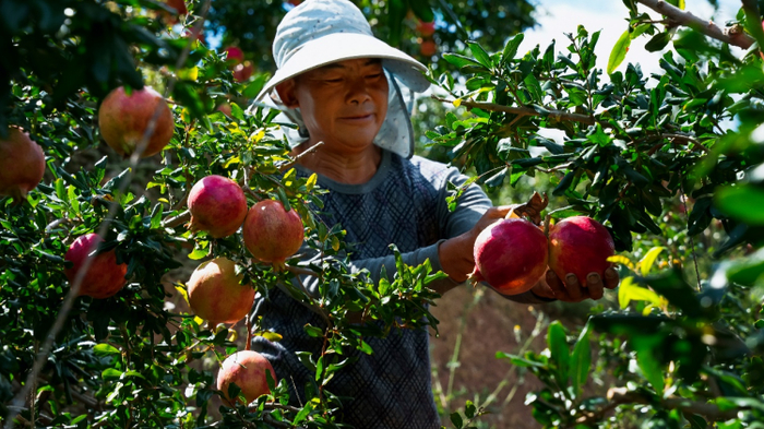 △凉山会理石榴丰收，农户在家门口务工月入万元。李里 摄
