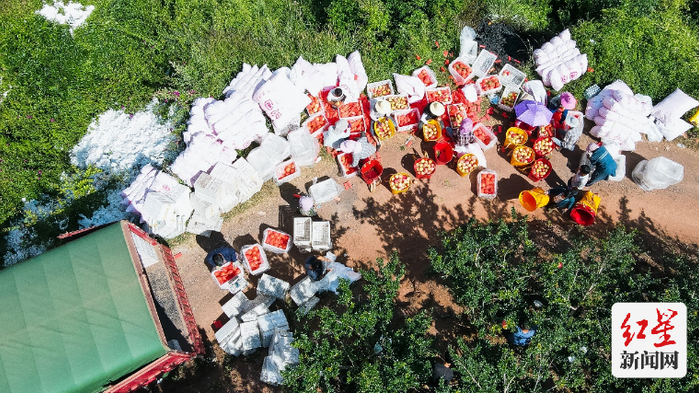 ▲9月的四川凉山州会理市，石榴成熟农户忙。李里 摄