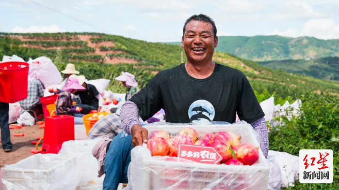▲凉山州会理市新发镇，石榴助力村民增收致富。李里 摄