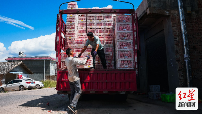 ▲近日石榴丰收，新电商平台商家每天从会理发出15万斤石榴。李里 摄