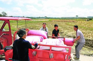 　　民乐村彭家寨村民在搬运稻谷。 通讯员 任芳靓 摄