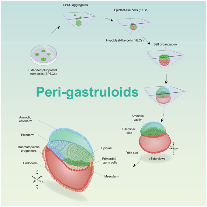 图片来自Cell, 2023, doi:10.1016/j.cell.2023.07.018。