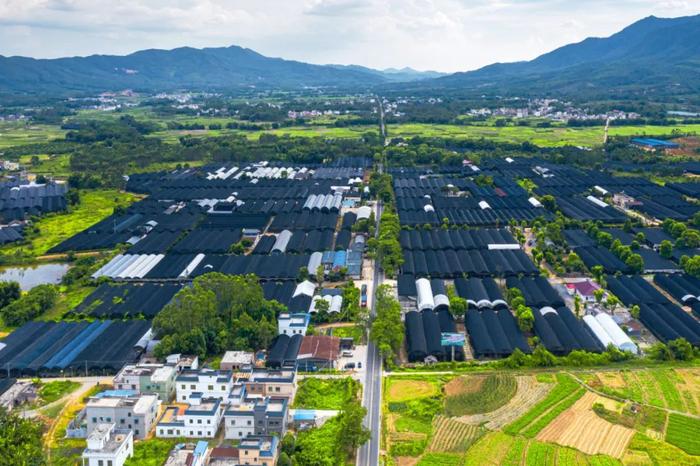 翁源兰花现代农业产业园。冯兆宇 摄